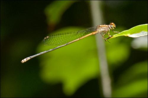 Pseudagrion sp.